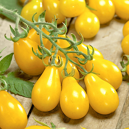 Tomato cherry yellow pear - 3x, pear'
