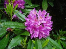 Rosebay Rhododendron