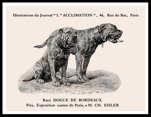 Dogue bordeaux dogs dog - ,