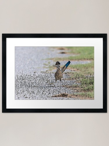 Roadrunner sketchy attitude - roadrunner, by