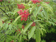 RED ELDERBERRY SEEDS (sambucus