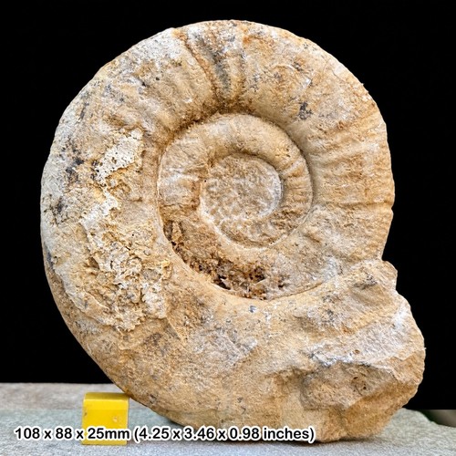 Fossil ammonite perisphinctes - ammonite,