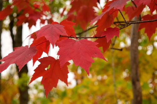 Red maple tree acer - red, 12-24"