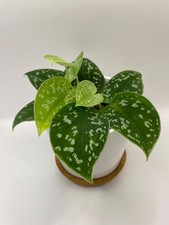 Scindapsus Pictus Argyaeus 7cm Satin Pothos Houseplant