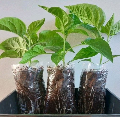Bangladeshi kala naga - 3x,