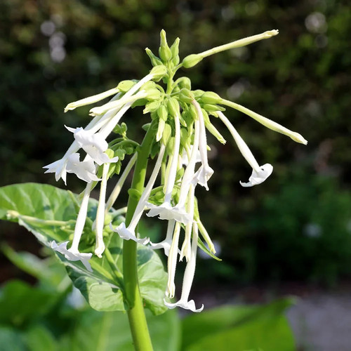 Nicotiana sylvestris woodland - nicotiana, (woodland