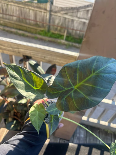 Alocasia regal shield plant - alocasia,