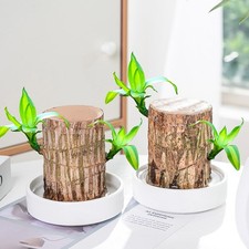 Brazilian Wood Sprouting Lucky Wood, Wood Stump, Hydroponic Potted Plant Ornamen
