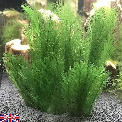 Large artificial aquatic - aquatic, plant