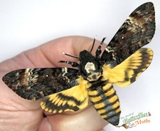 Deaths Head Hawk Moth