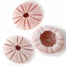 3 x Sea urchins Pink 3.5 to 4