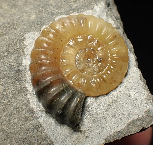 Calcite promicroceras ammonite - promicroceras,