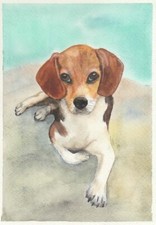 Beagle Pup. Original