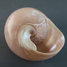 Mother of Pearl  Conch Cone