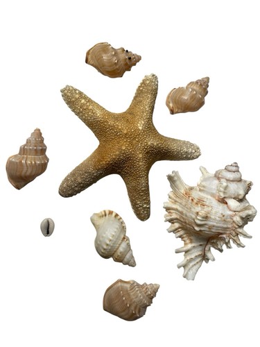 Shell collection large - shell, knobbly