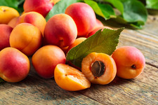 5 MANCHURIAN APRICOT Fruit