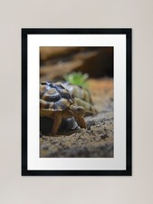 Egyptian Tortoise Framed Art
