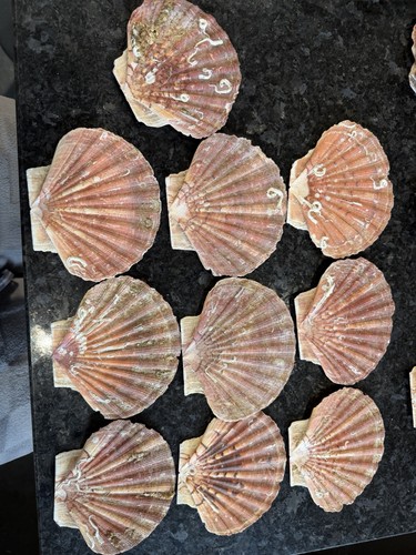 Natural coastal scallop - coastal, sea