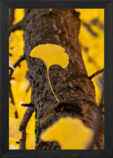 Ginkgo leaf on tree trunk