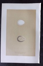 Morris 1896 Antique Bird Egg Print. Virginian Partridge 143