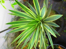 Large Hardy Variegated Yucca Yucca gloriosa variegata - 25litre, 30inch inc. pot