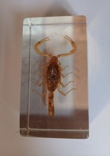 REAL LIFE BUGS COLLECTION ,, SCORPION,,  SET IN RESIN BLOCK