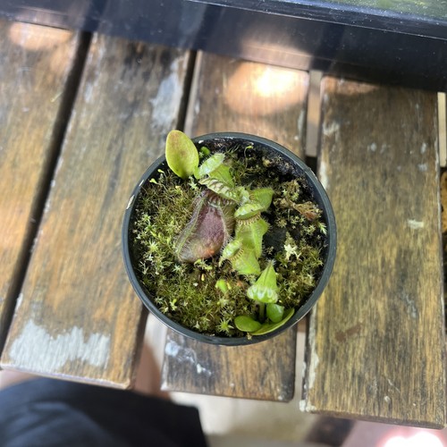 Cephalotus follicularis - cephalotus,