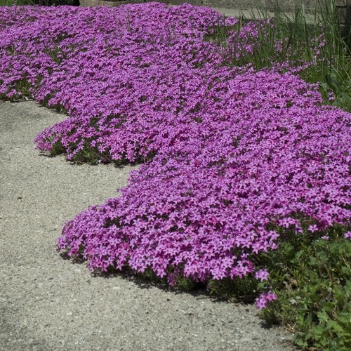 Creeping phlox red wing - phlox,