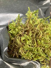 Two Sacks of Moss (Each Approx 5 KG) for Christmas Wreaths (Free UK Postage)