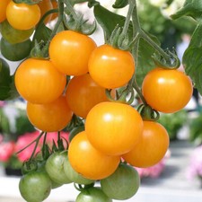 Cherry Tomato Tumbling Tom