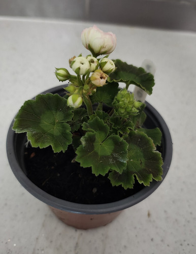 Rosebud geranium astrid - rosebud, astrid.