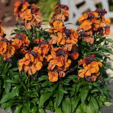 Erysimum Orange Siberian
