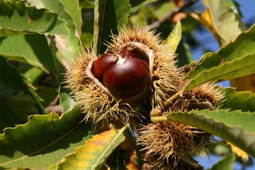 Sweet chestnut castanea - castanea, sativa