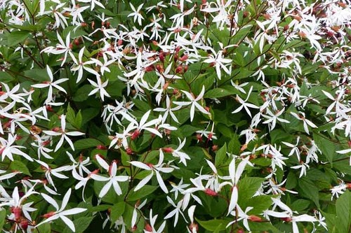 Gillenia trifoliata 9cm - trifoliata, a