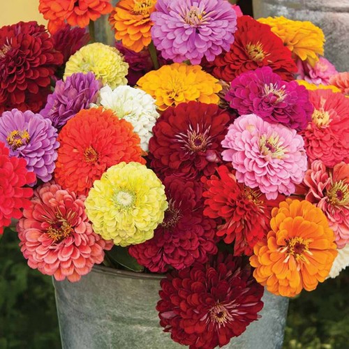 Giant zinnia dahlia seeds - zinnia,