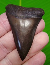 2.40 “  MAKO SHARK TOOTH Isurus hastalis  - GREAT WHITE Lineage - Real Fossil