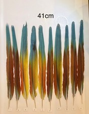 Parrot Macaw Feather Crafts