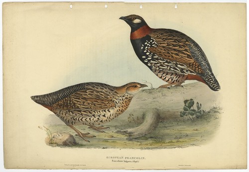 Antique bird print the - bird,