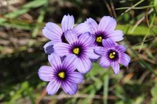 Dwarf blue iris marginal - blue,