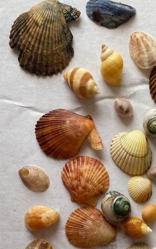 Colourful mixed sea shell lot - mixed,