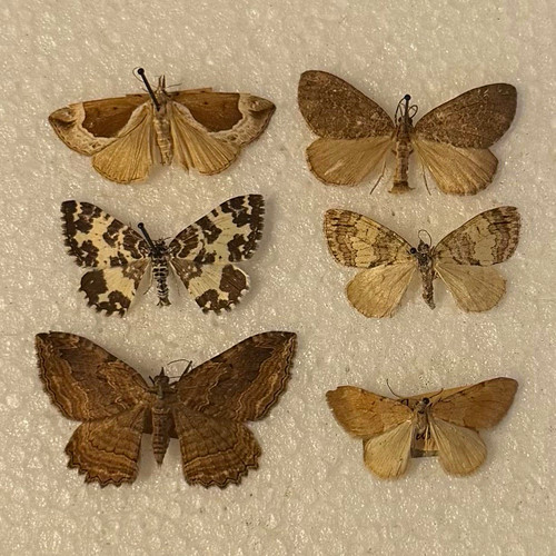 Entomology vintage moth - entomology,