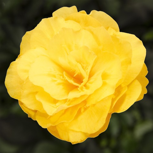 Begonia nonstop sorbet - sorbet,