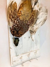 Hanging brace of pheasants on