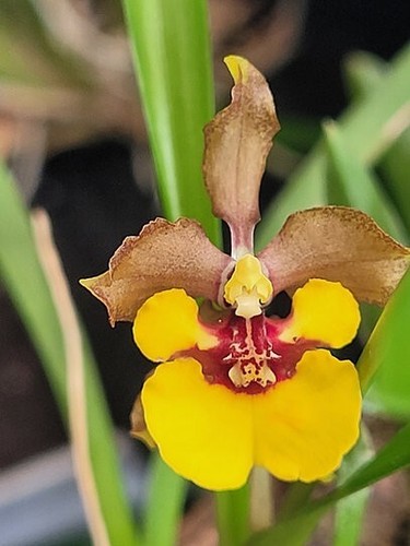 Rare oncidium croesus orchid - oncidium,