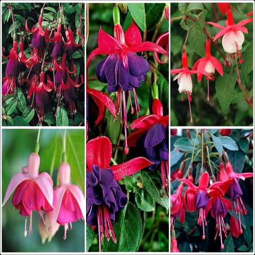 Fuchsia collection hardy - fuchsia,