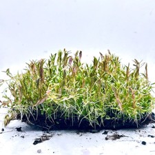 Live Aquarium Carpet Plants on Net Pad – Shrimp Safe & Snail Free