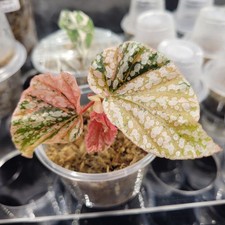 Begonia Pink Snowcap