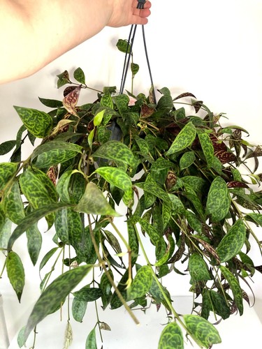 Zebra basket vine - zebra,