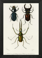 Different Types Of Beetles