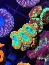 Coral Beauties Aquatics